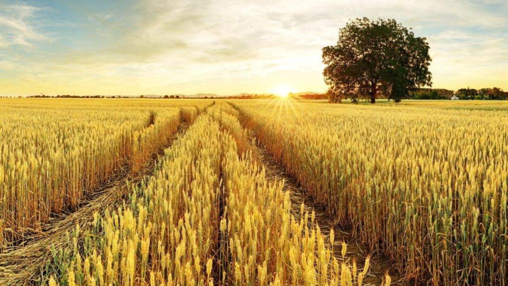 Campo de cereales en Castilla-La Mancha. Foto: Globalcaja
