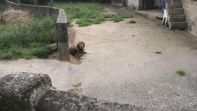 Animal encadenado en Carral