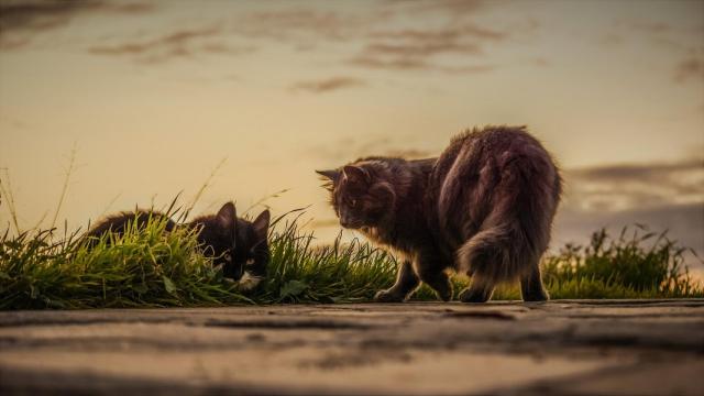 Repelentes caseros para alejar a los gatos