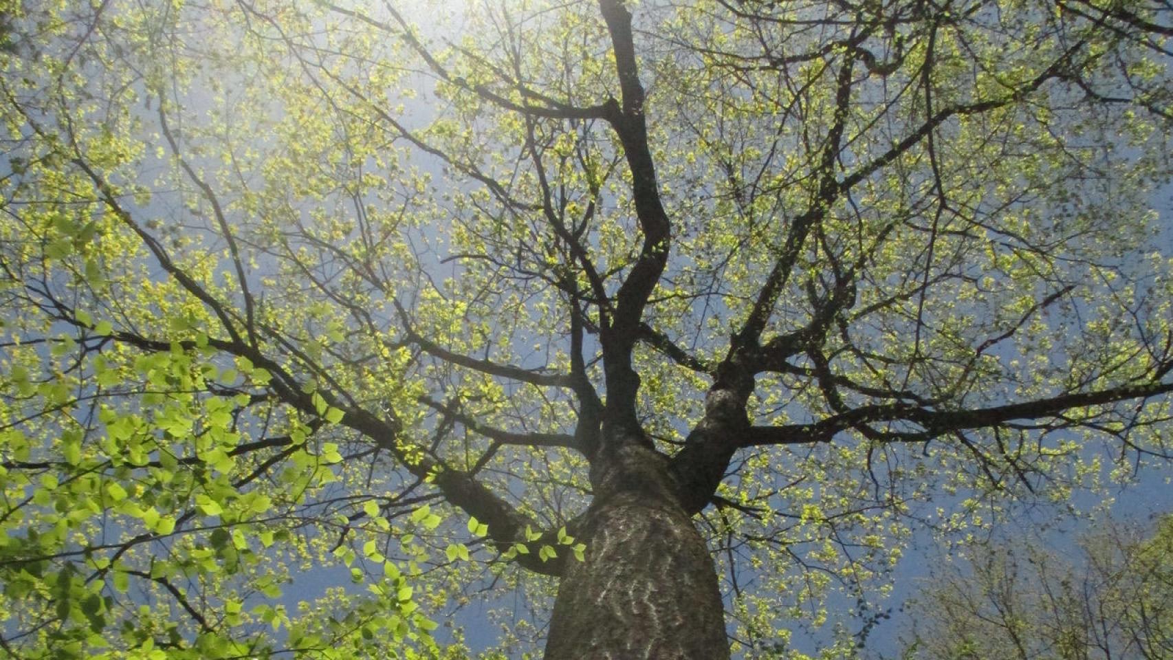 Árbol que tuitea el cambio climático.