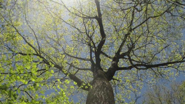 Árbol que tuitea el cambio climático.