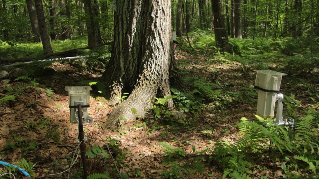 Cámaras y sensores alrededor del árbol.