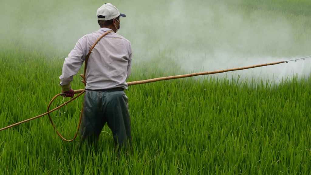 La EFSA analiza cada año la cantidad de pesticidas presente en diversos productos.