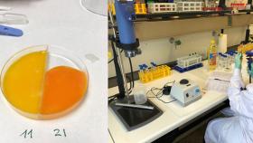 Yemas de huevo preparadas para su análisis en el laboratorio del Área de Tecnología de los Alimentos en la Facultad de Veterinaria de la Universidad de Santiago de Compostela en el campus de Lugo. / Gema Puertas