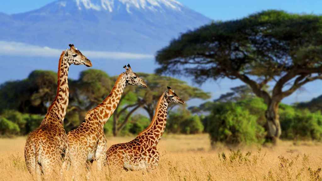 La belleza salvaje de Kenia.
