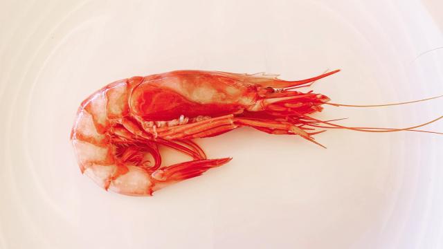 Dónde comer gamba roja de Dénia, un tesoro Mediterráneo