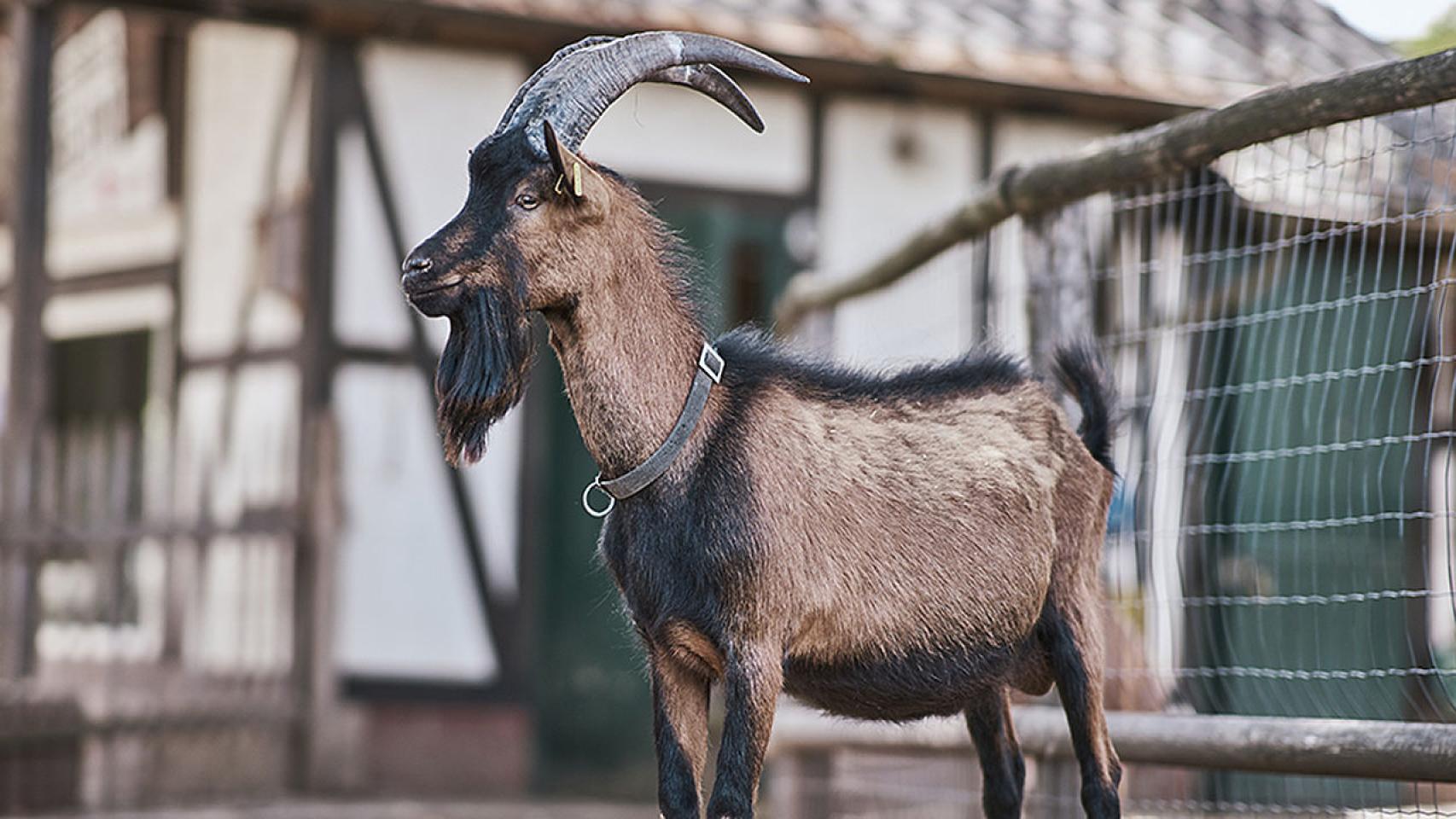 Nueva mascota del FC Colonia. Foto: fc.de