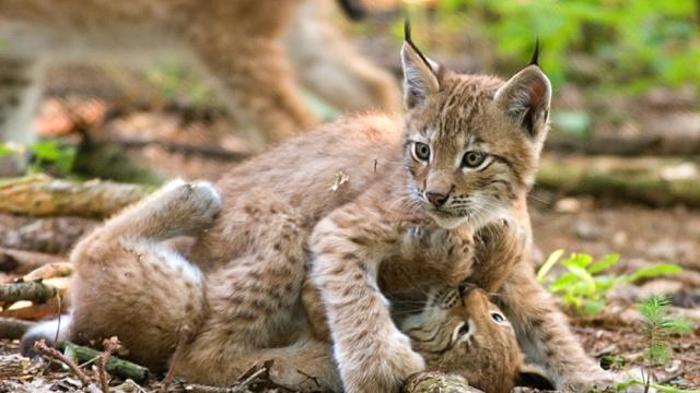 Una pareja de cachorros de lince jugando entre ellos.