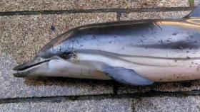 Un delfín varado en Sanxenxo en el mes de julio