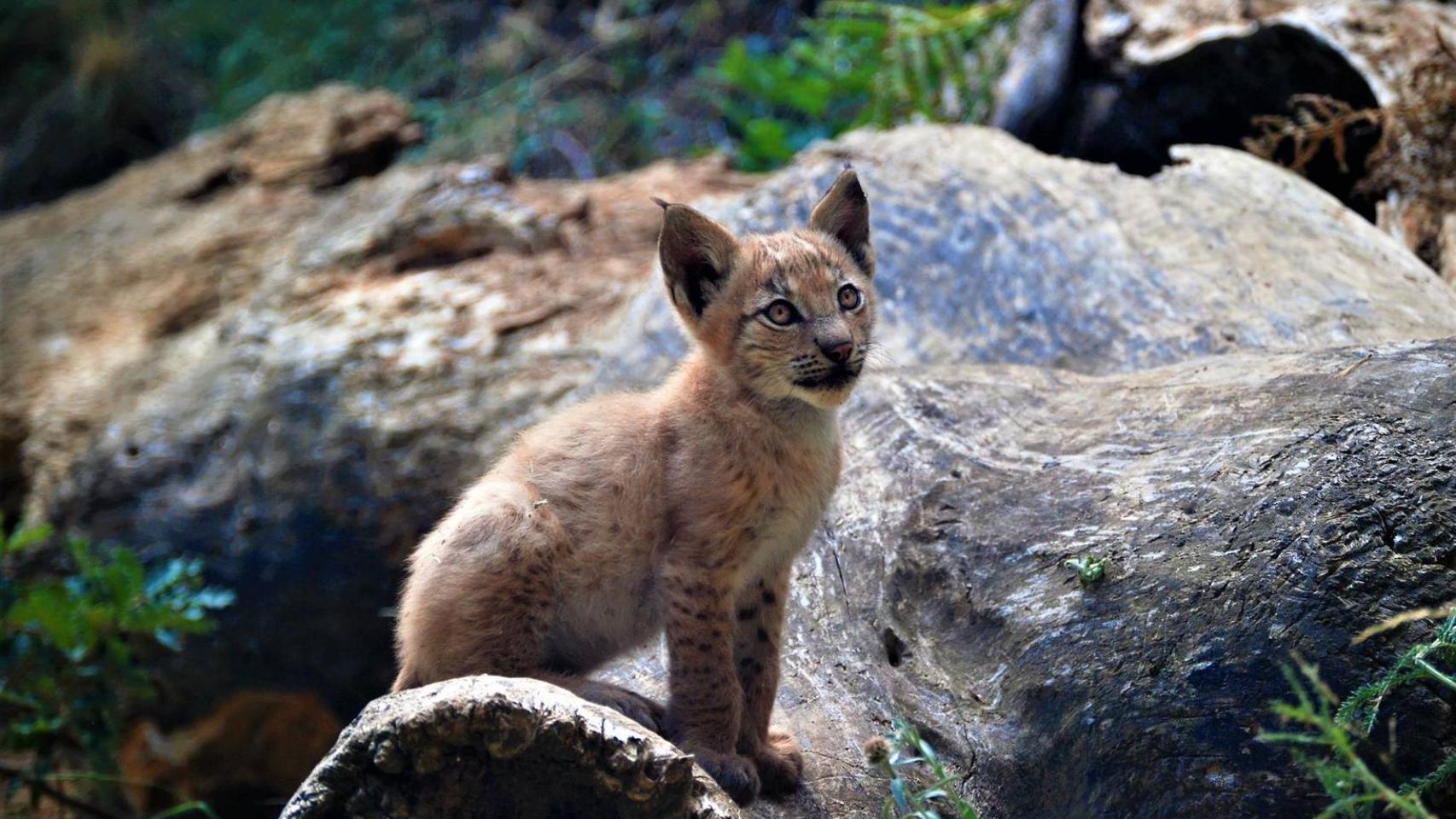 El primer lince nacido en el Pirineo. Foto: Fundació Catalunya La Pedrera