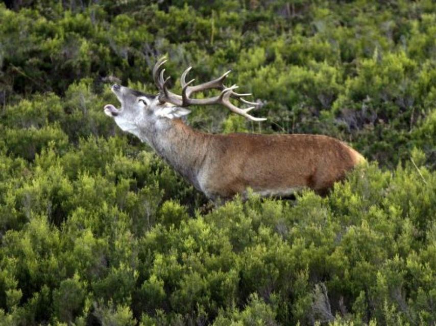 Un comercial español de andamios responde a una llamada en el AVE, provocando momentos de confusión entre los ciervos de la Sierra de Cazorla.