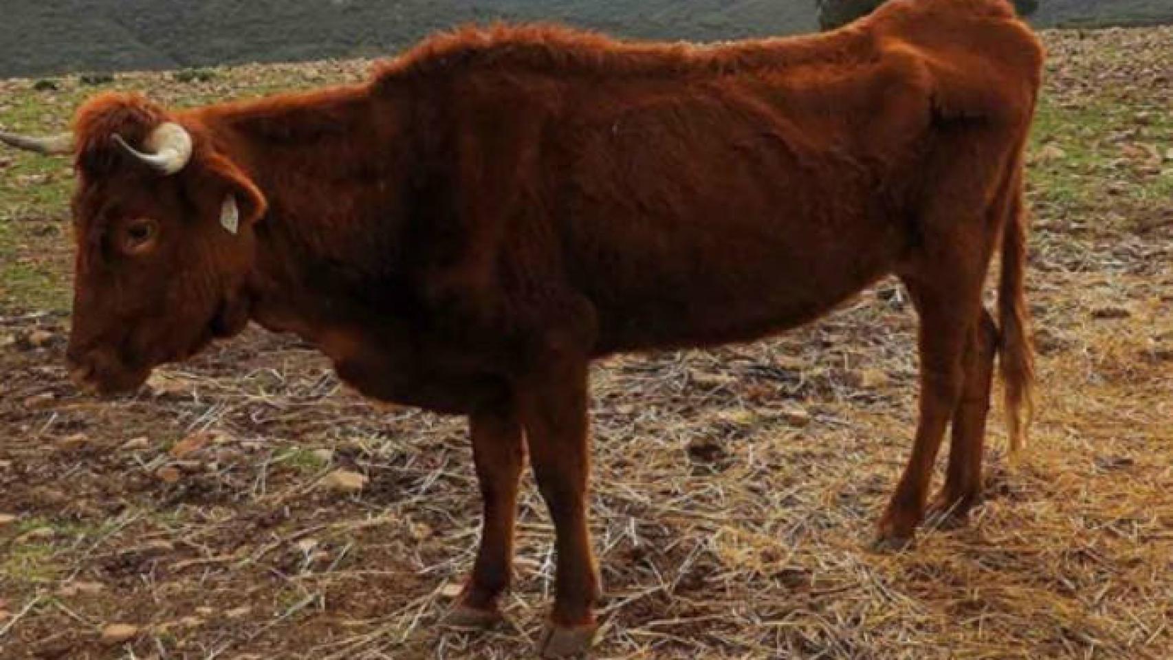 Una de las vacas que fueron abandonadas en Navalpino