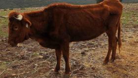 Una de las vacas que fueron abandonadas en Navalpino