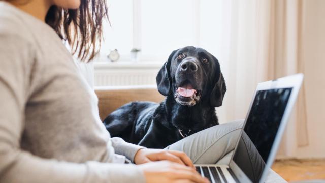 Un perro mira cómo trabaja su dueña