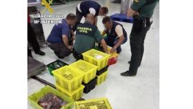 Interceptada una furgoneta con 34 kilos de pescado ilegal procedente de Malpica