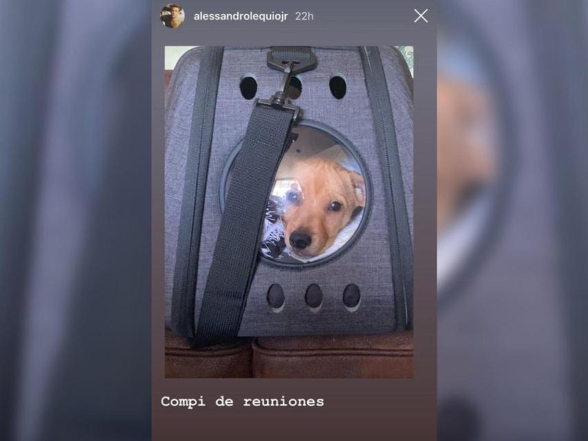 Boby, el nuevo cachorro de Álex Lequio.