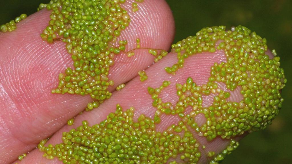 Una mano sostiene una muestra de lentejas de agua.