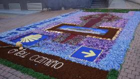 Miño amaneció con una gran alfombra floral: cómo se hizo y todas las fotos
