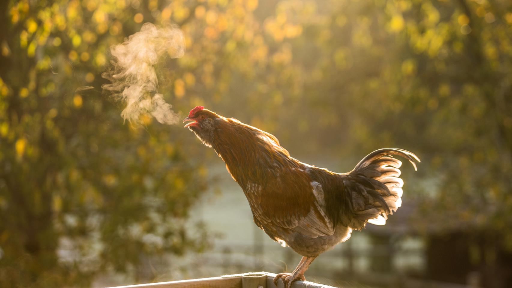 Tras ser abandonados por granjeros, los pollos se han reproducido y crecido exponencialmente.