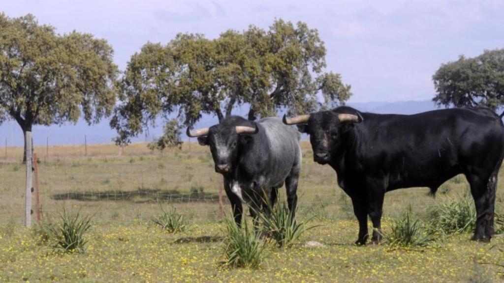 Un toro embistió y causó la muerte a Asensio. Foto: EFE.