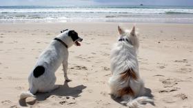 Imagen de archivo de perros en la playa