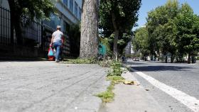 A Coruña buscará alternativas no tóxicas tras la polémica de los herbicidas