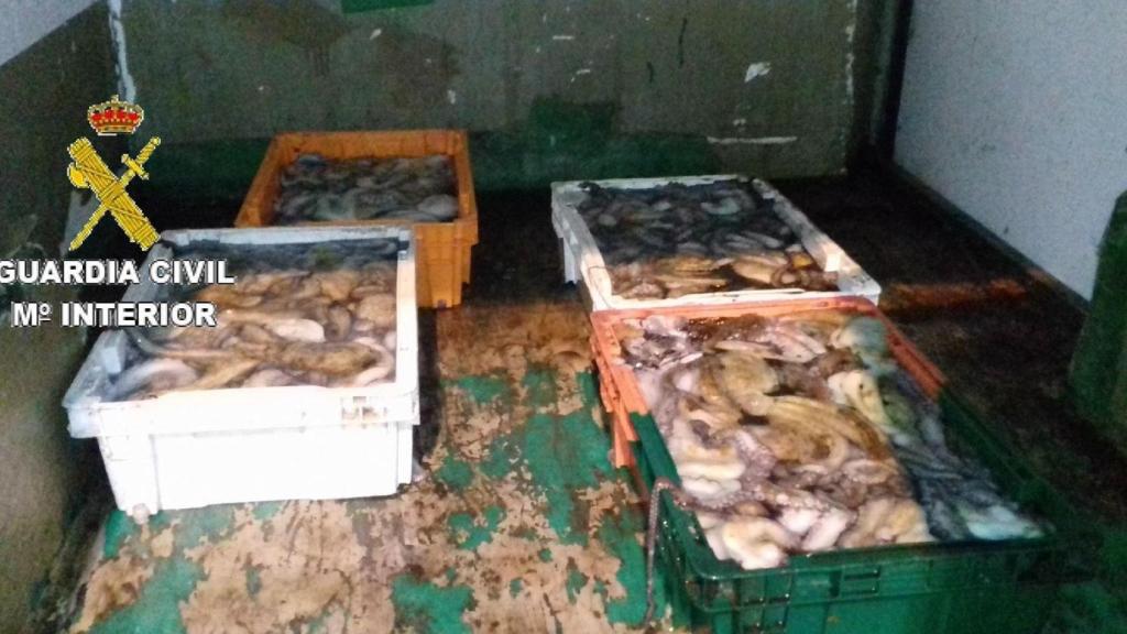 Intervenidos 122 kilos de pulpo en el puerto de Fisterra