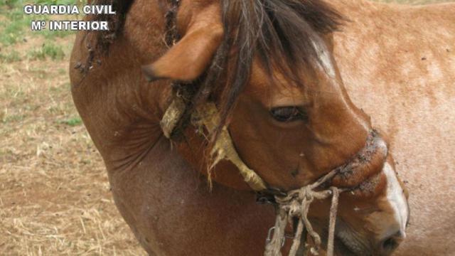 Animalistas exigen una Ley Equina tras el hallazgo en Coristanco de una yegua brutalmente maltratada