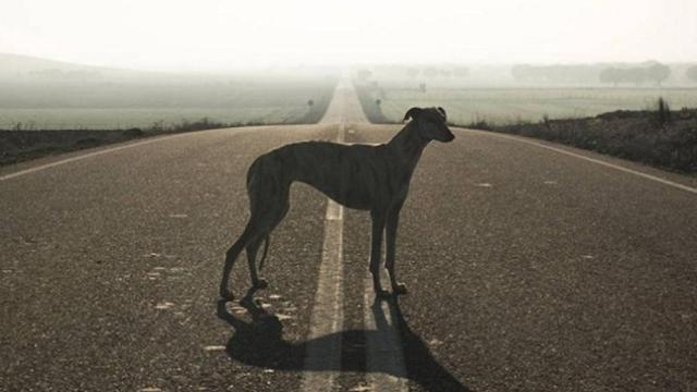 El galgo, de diez años, había ingerido carne contaminada, al igual que sus dueños.