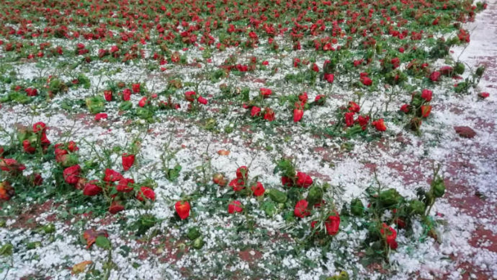 El granizo ha destrozado las cosechas en Villanueva de los Infantes (Ciudad Real)