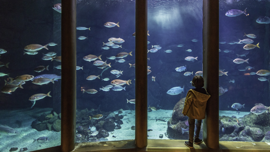 Aquarium Finisterrae