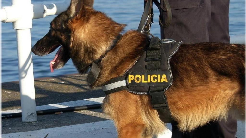 Desaparecido en Oleiros: búsqueda con drones y perros de rastreo sin descanso
