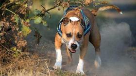 Piden no criminalizar a los perros mientras se investiga el ataque en Melide