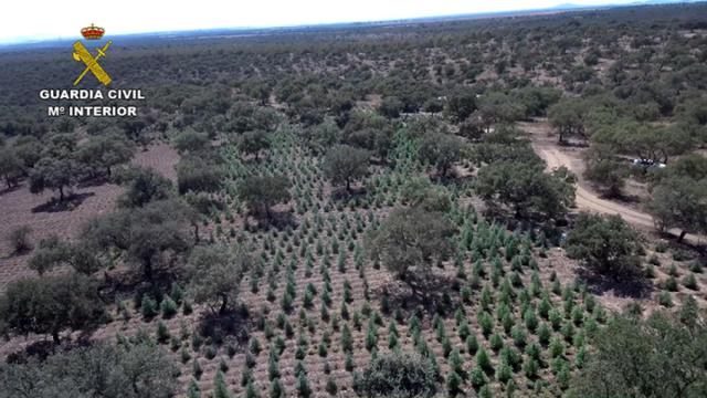 Vista aérea de la plantación en Alcuéscar, en Extremadura.