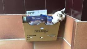 El gato fue encontrado en un buzón de publicidad en Huesca.