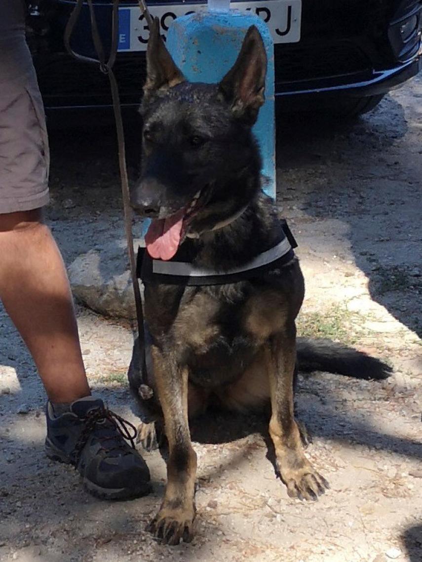 El animal paseaba junto a su dueño, un guardia civil fuera de servicio que reside por la zona, cuando halló el cadáver.