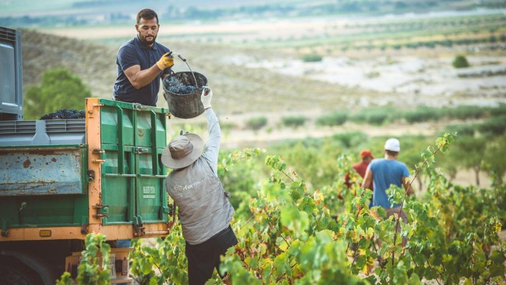 La vendimia en Jumilla está a punto de empezar.