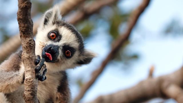 Imagen de archivo de un lemur.