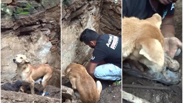 Los cachorros pudieron ser rescatados gracias a la ayuda de su madre.