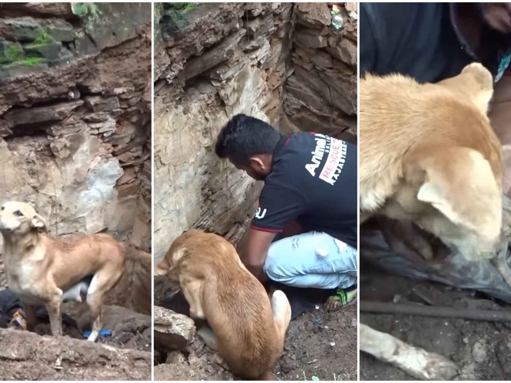 El emotivo vídeo de una perra salvando a sus cachorros de morir bajo los  escombros