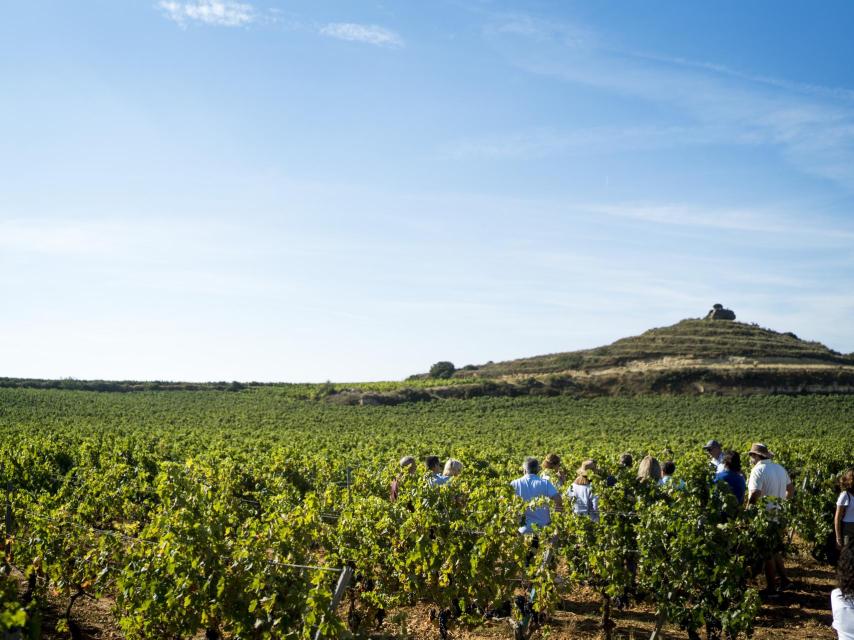 Viñedo de Ramón Bilbao en Haro, Rioja.