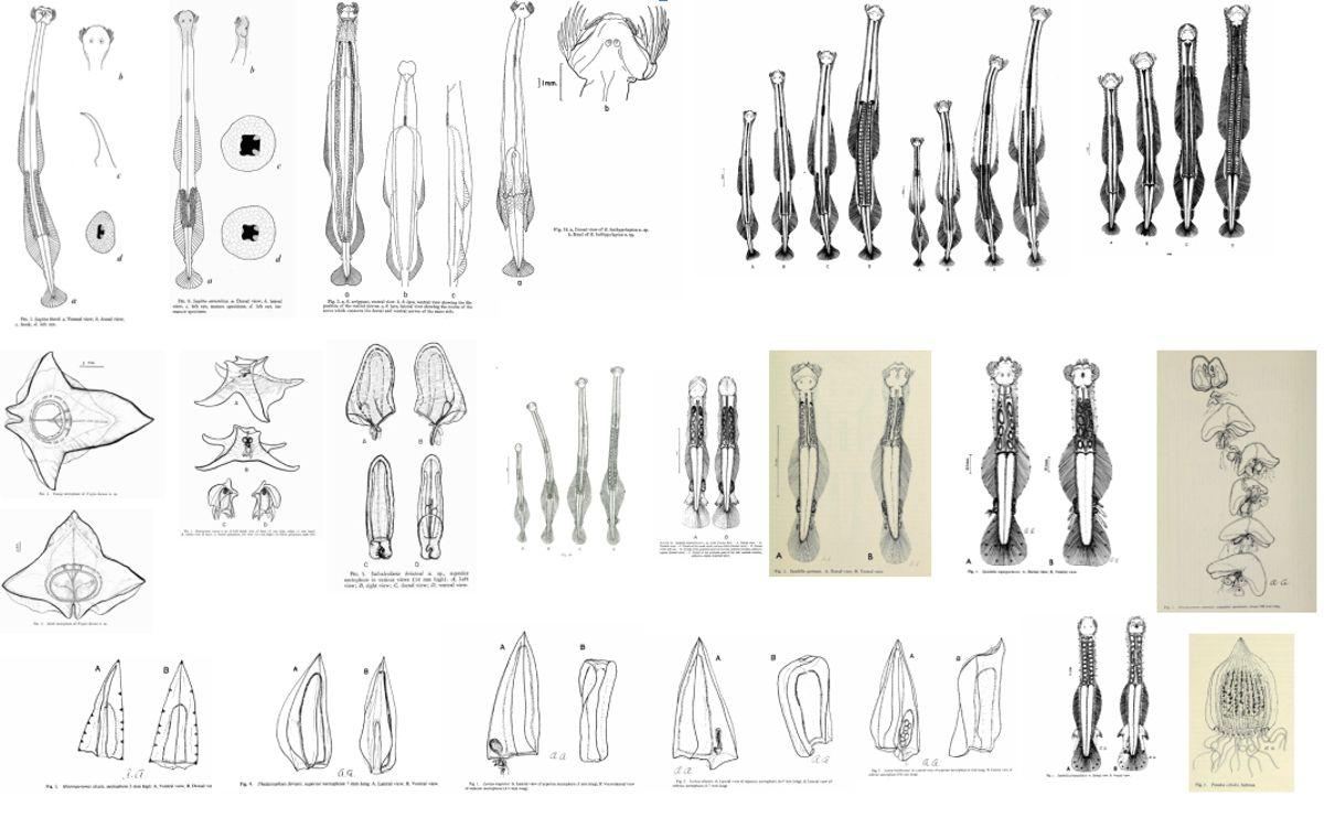 Las 22 especies que descubrió (y dibujó) Ángeles Alvariño (Oceánicas)