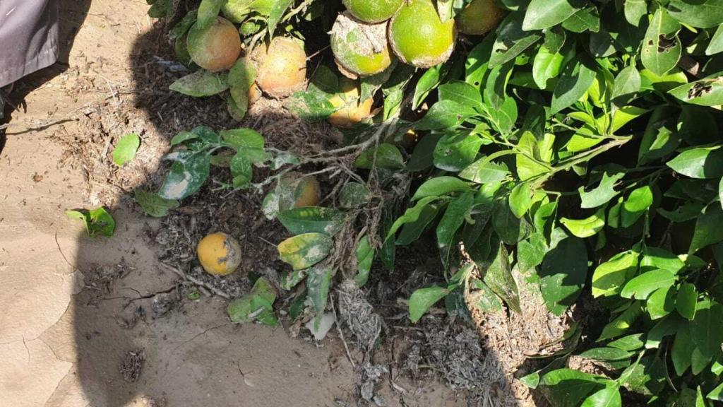 Estado en el que se encontraban los pomelos de la finca después del temporal, con el fruto embarrado.