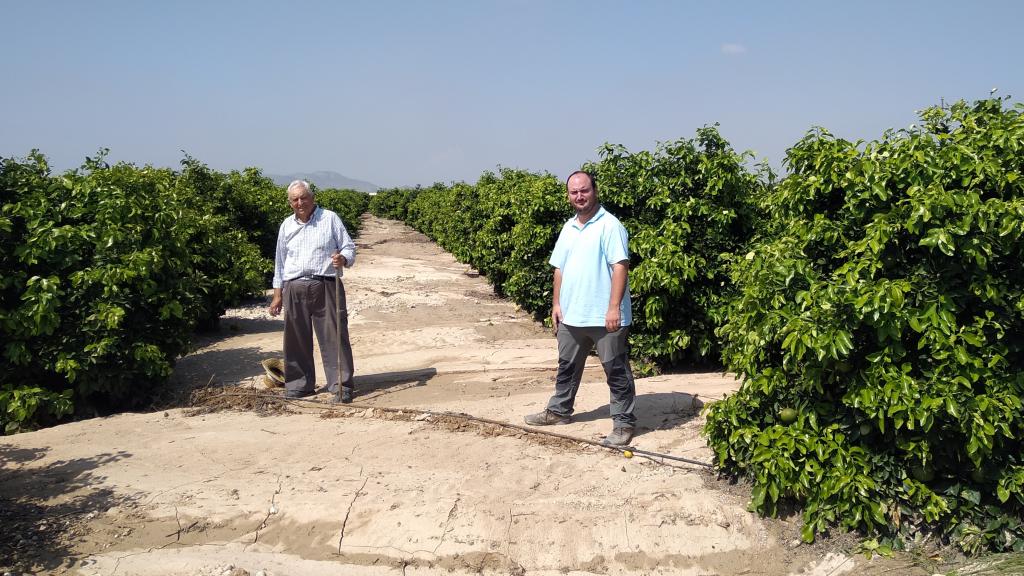 Pedro Antonio y su padre, 'El Colorao', examinando los campos de pomelo tras el desastre.