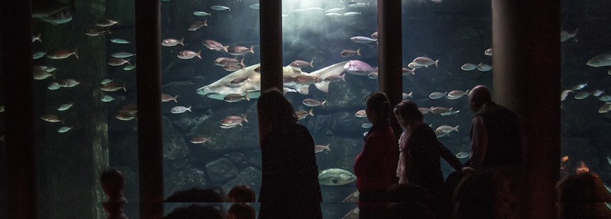 El Aquarium Finisterrae de A Coruña