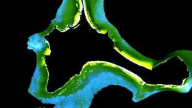 Mapa de posidonia en la isla de Formentera  con la tecnología de Quasar.