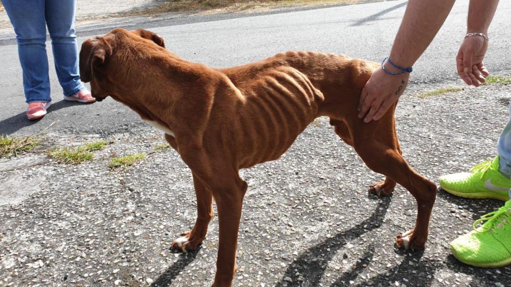 La Guardia Civil halla dos perros en estado de desnutrición en Sabón