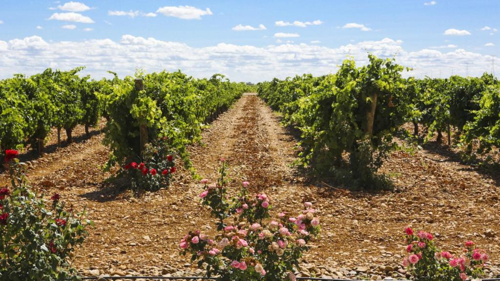 Viñedo de la bodega Belondrade en Rueda.