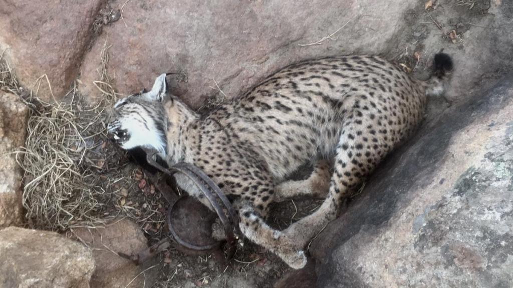 Otro de los linces murió atrapado en un cepo