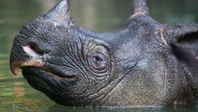 El último rinoceronte de Java del Vietnam murió a manos de los furtivos en 2010.